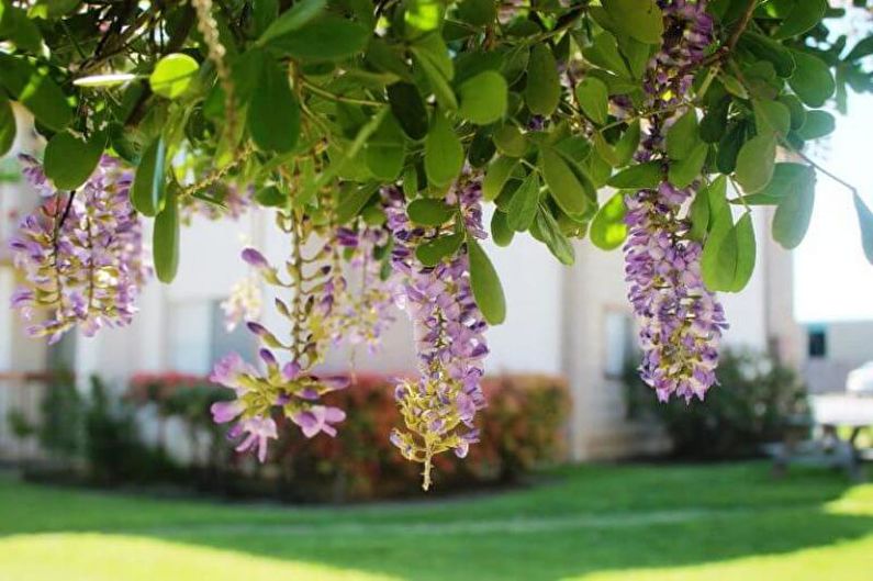Wisteria - foto