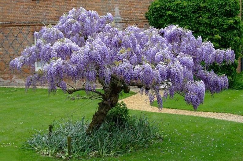 Wisteria - foto