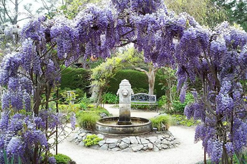 Wisteria - foto