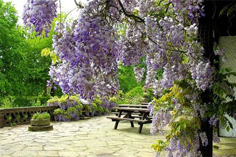 Wisteria - foto