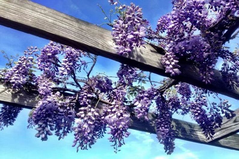 Wisteria - foto