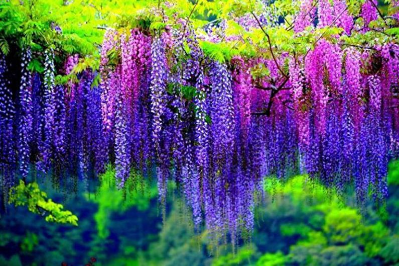 Wisteria - foto
