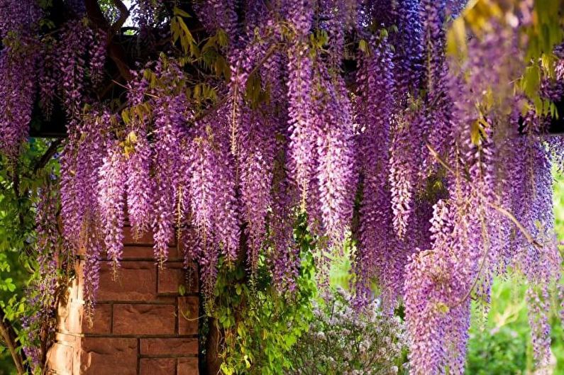 Wisteria - foto