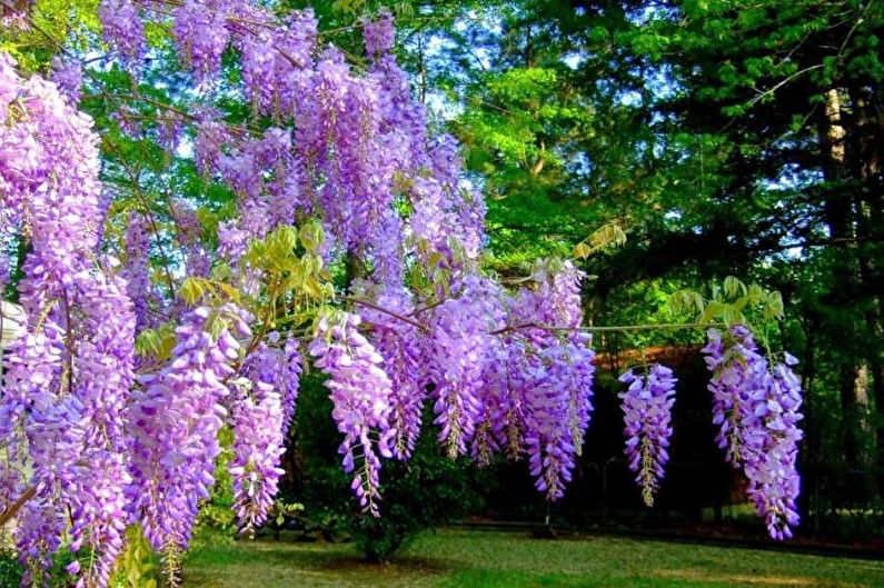 Wisteria - foto