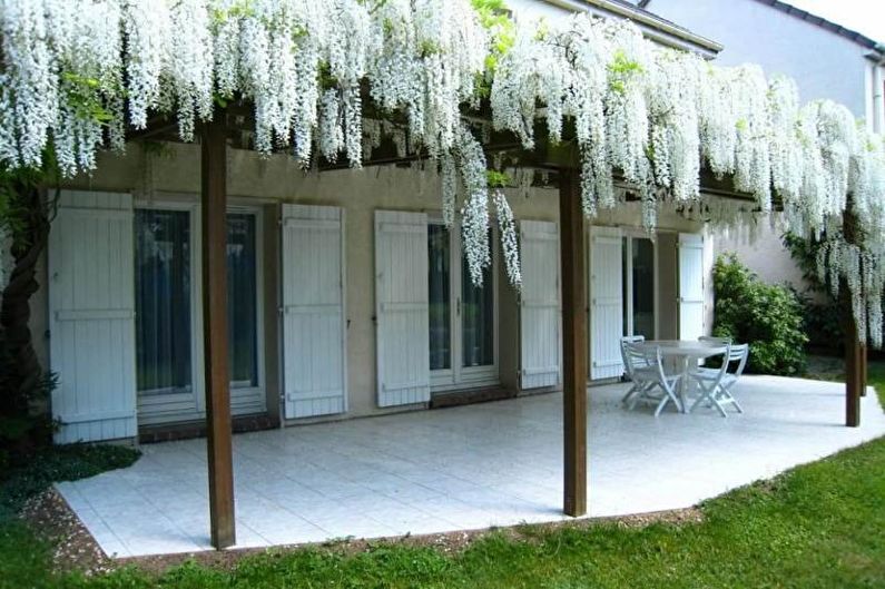 Wisteria - foto