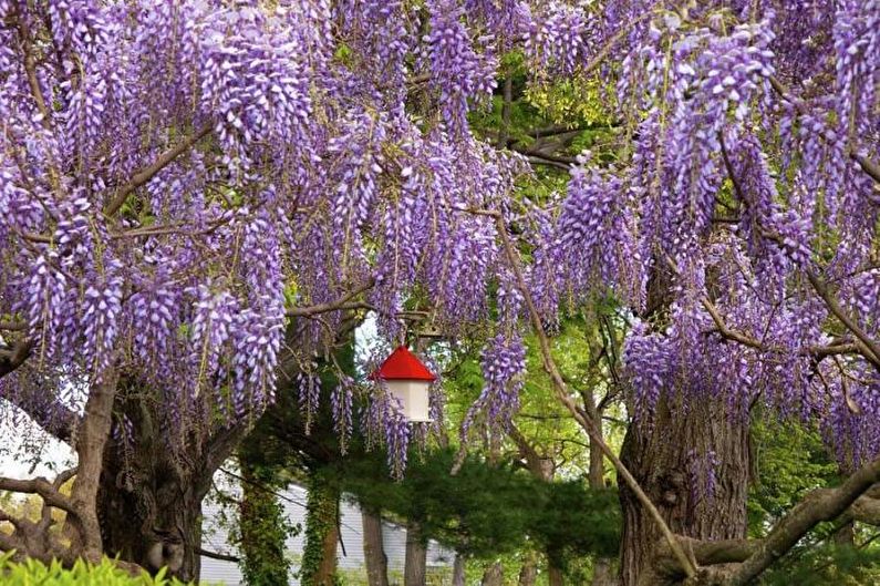 Wisteria - foto