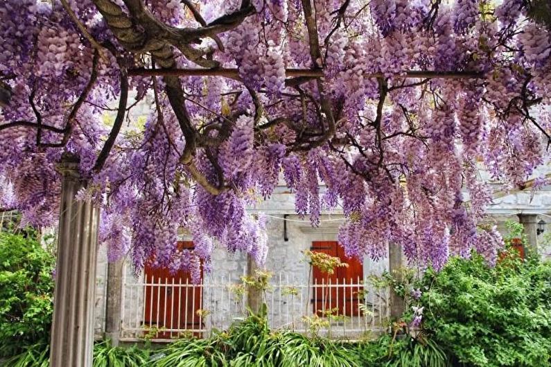 Wisteria - foto