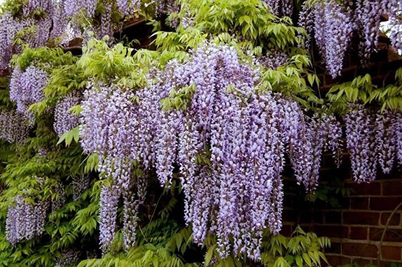 Wisteria - foto