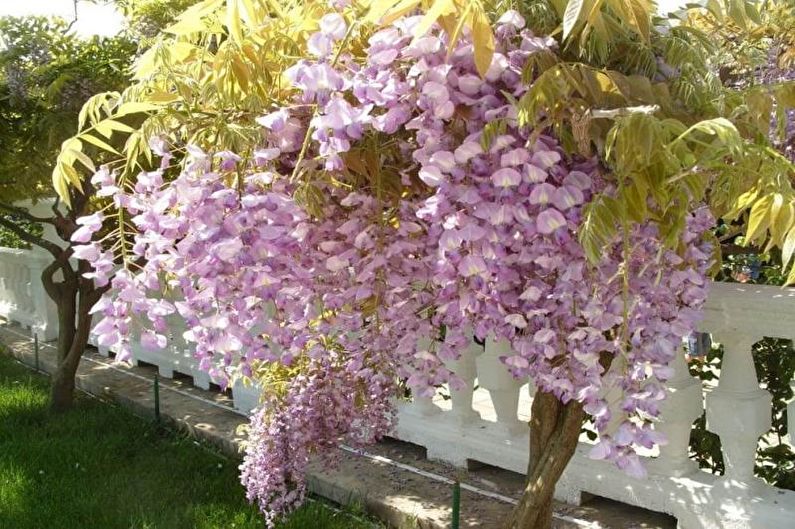 Wisteria - foto