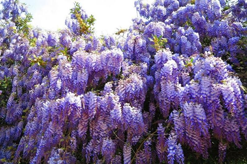 Wisteria - foto