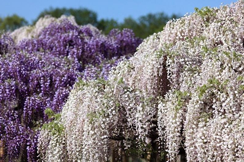 Wisteria - foto