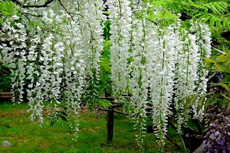 Wisteria - foto