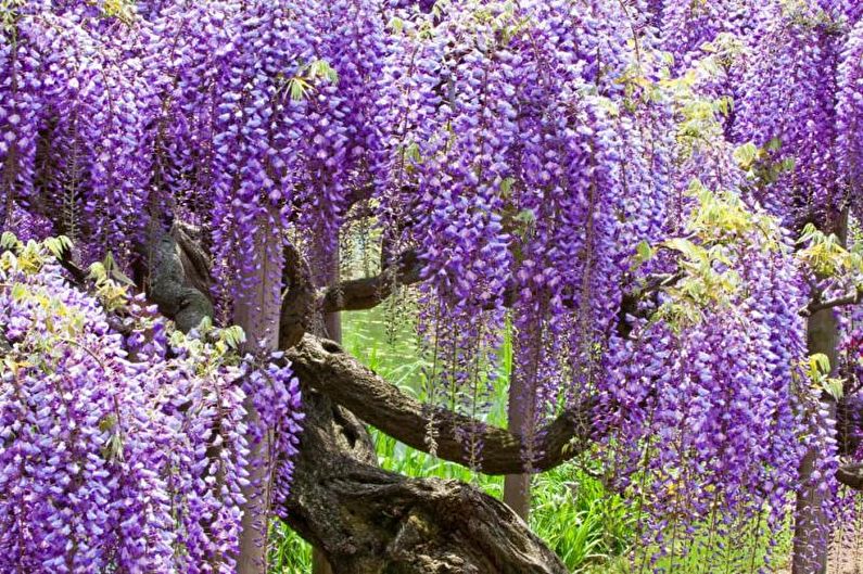 Wisteria - foto