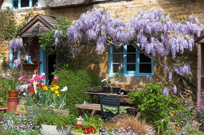 Wisteria - foto