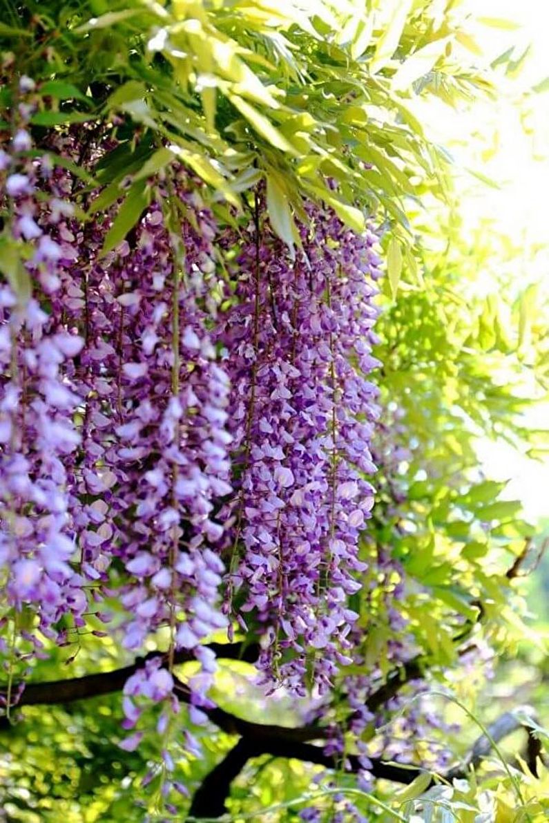 Wisteria - foto