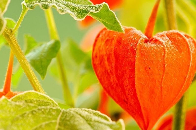 Decorative physalis