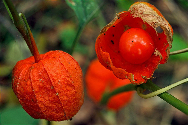 Decorative physalis