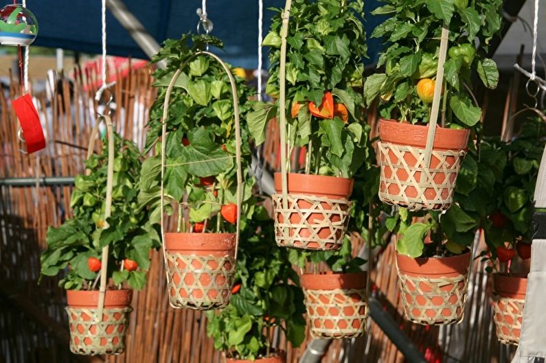Physalis - Fertilizers and top dressing