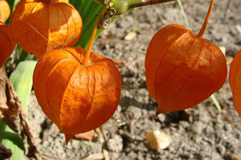 Physalis - Fertilizers and top dressing