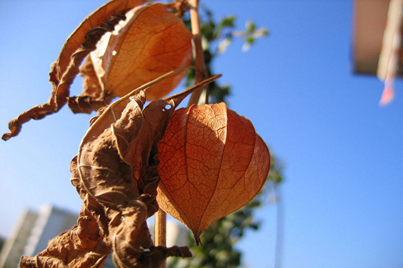 Pests and diseases of the physalis