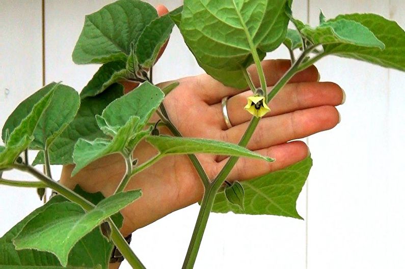 How to transplant physalis