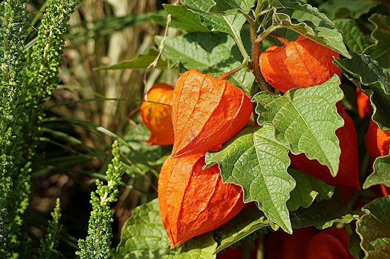 Propagation of physalis by seeds