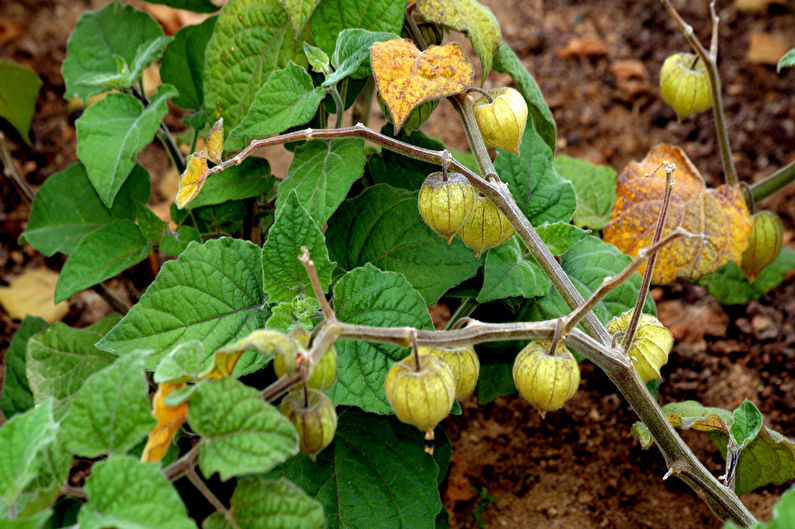 Propagation of physalis by seeds