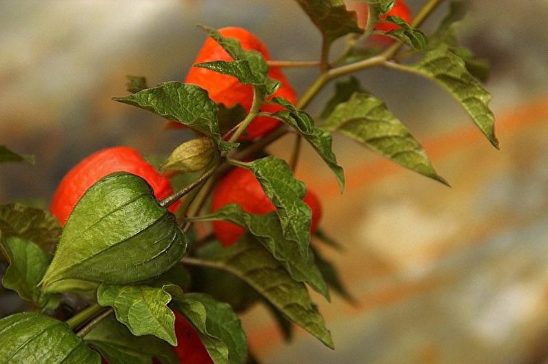 Propagation of physalis by the lateral processes
