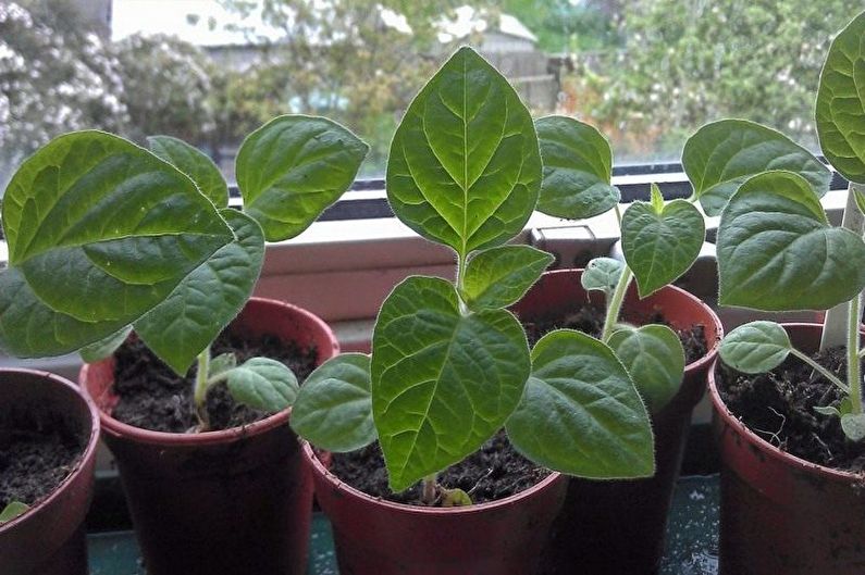 Propagation of physalis by cuttings
