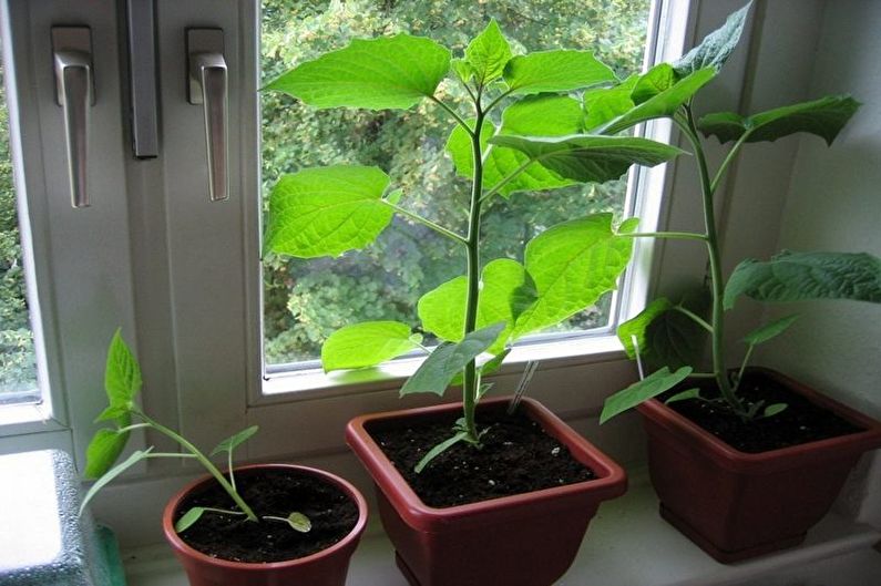 Propagation of physalis by cuttings