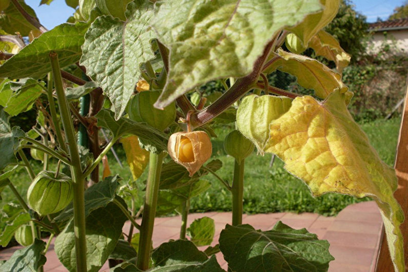 Physalis - photo
