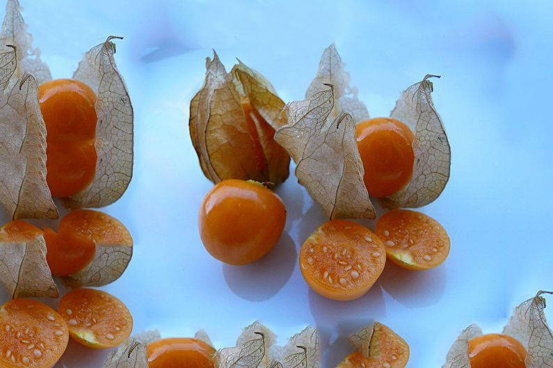 Physalis - photo