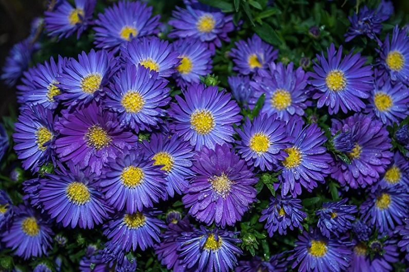 Perenn Asters - Violetta
