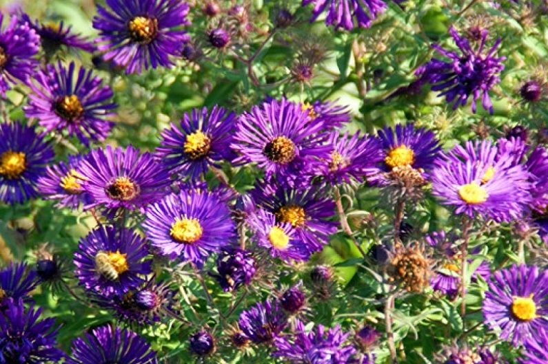 Perenniala asters - Constgans