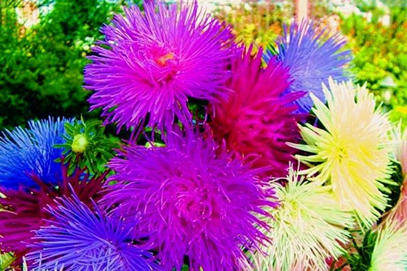 Ettåriga Asters - Galaxy