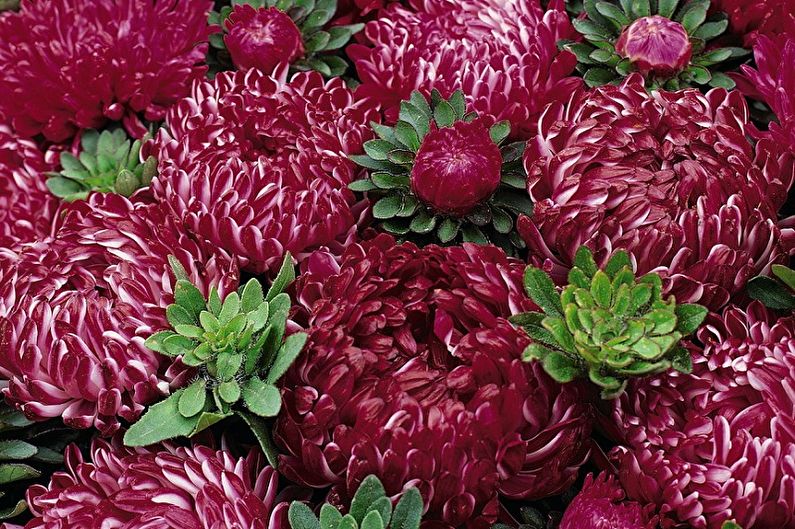 Årliga Asters - Symphony