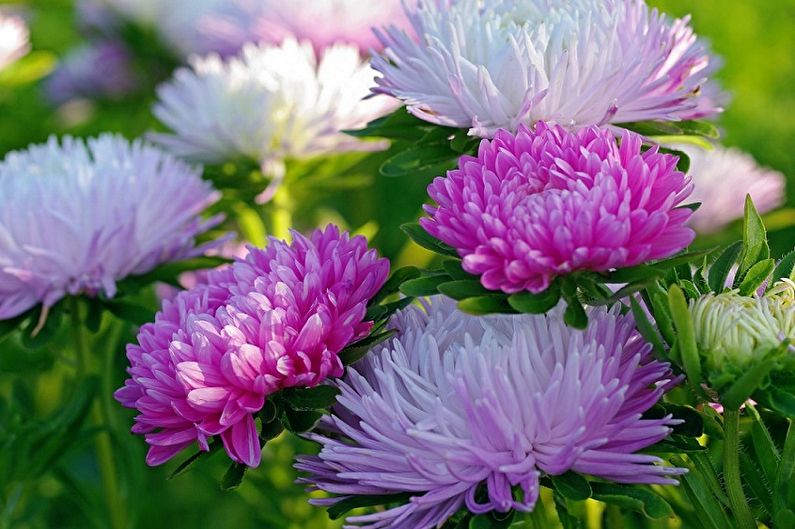 Asters - fuktighet