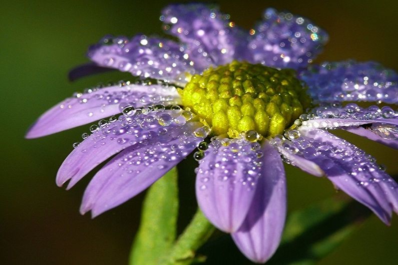 Asters - vattning