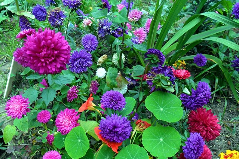 Asters - Gödselmedel och toppdressing