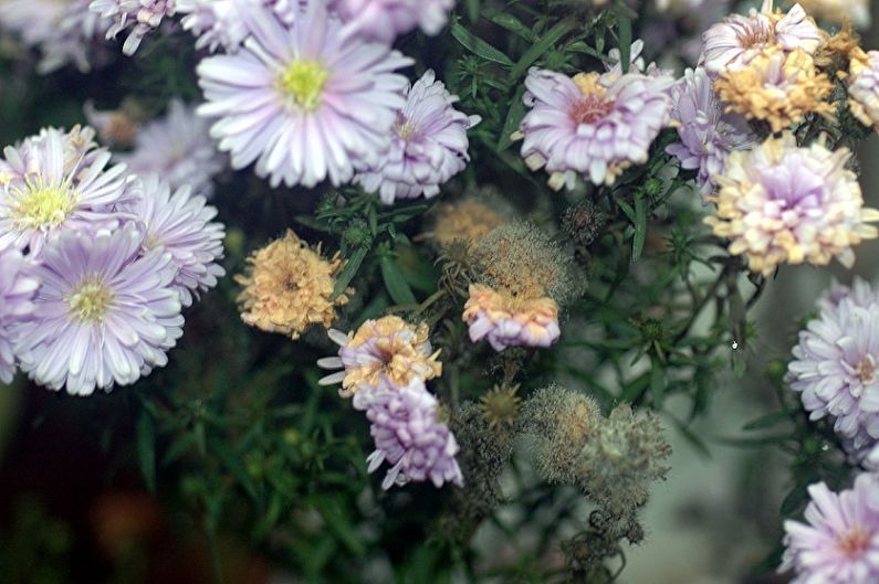 Asters - skadedjur och sjukdomar