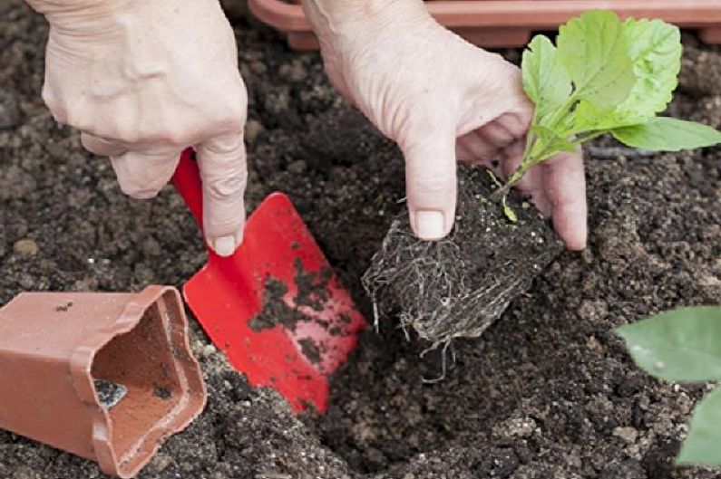 Hur man transplanterar aster