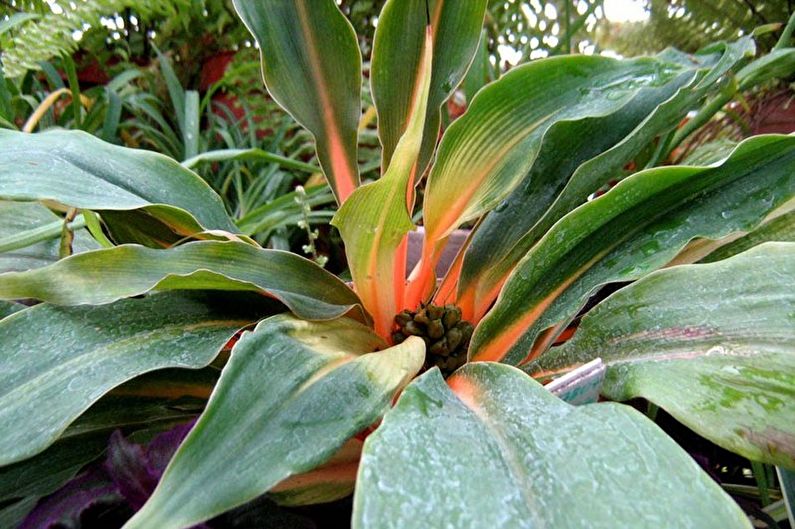 Chlorophytum - druh
