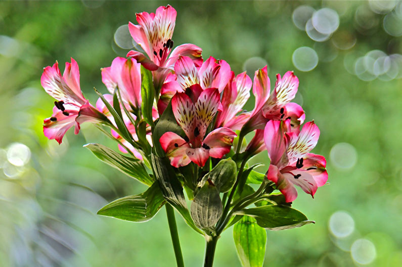 Alstroemeria - Views