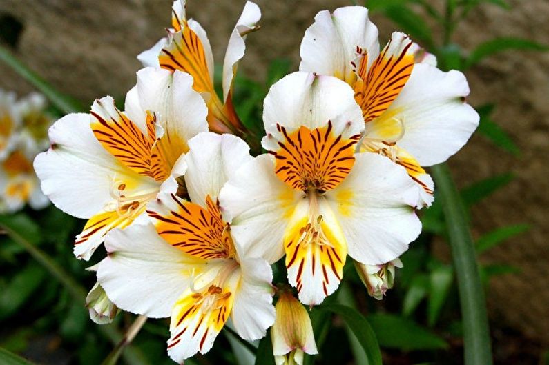 Alstroemeria - Lighting