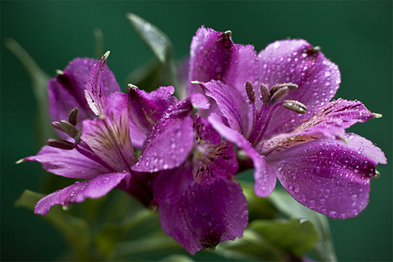Alstroemeria - Humidity