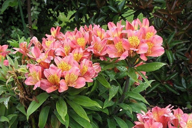 Alstroemeria - Watering