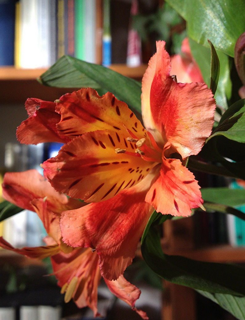 Alstroemeria - Watering