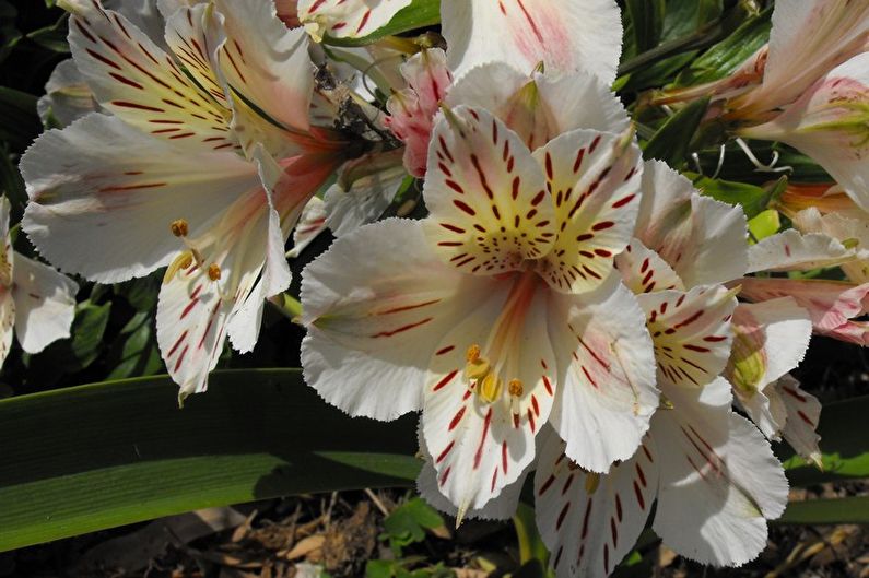 Alstroemeria - Fertilizers and top dressing