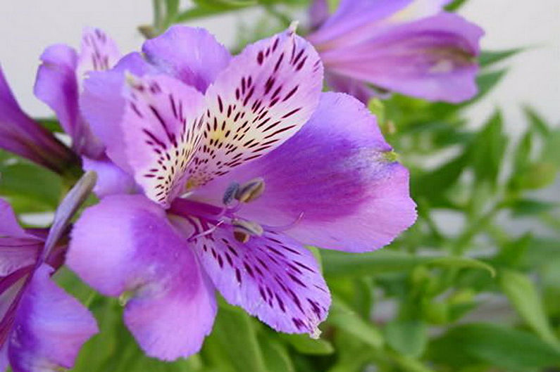 Alstroemeria - Fertilizers and top dressing