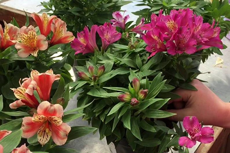 How to transplant alstroemeria